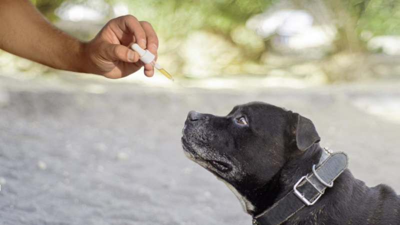 CBD Oil for Dogs: Pros and Cons