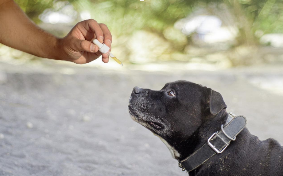 CBD Oil for Dogs: Pros and Cons