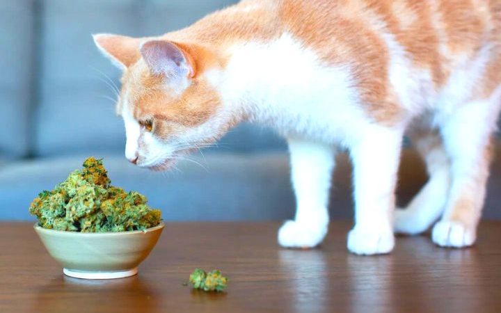 Everything You Need To Know About CBD For Cats: Benefits And Uses