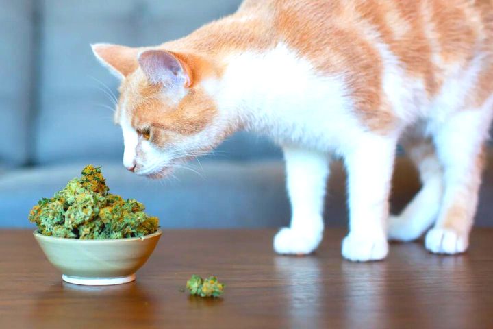 Everything You Need To Know About CBD For Cats: Benefits And Uses