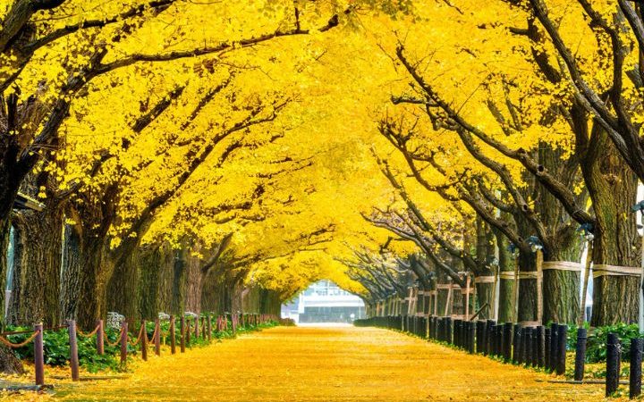 Exploring Yellow Spring Road: A Journey Through History, Mystery, and Natural Beauty